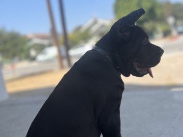 cane Corso 