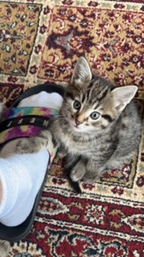 kitten looking for new home!