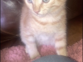 5 kittens for sales – Glasgow