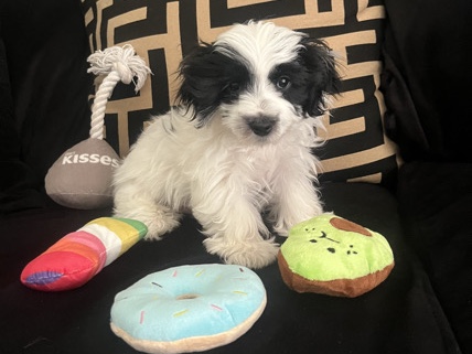 Yorkie Poo – Mars – Kennesaw