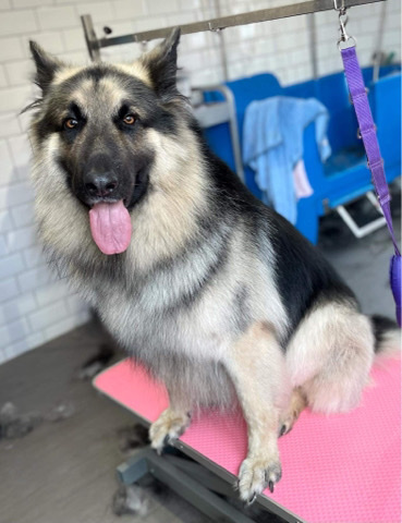 German Shepherd – kodi