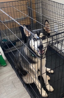 Siberian Husky – full breed husky