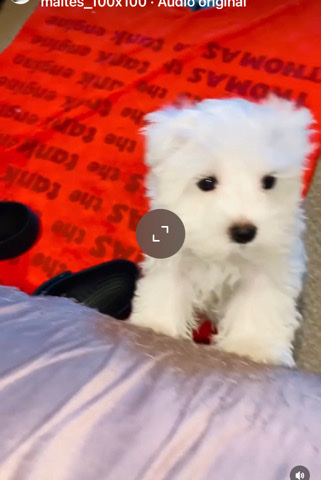 Maltese – ⭐️white tea cup malteses puppies”