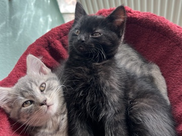 British Shorthair – Bkh Mischlings Kätzchen – Stuttgart