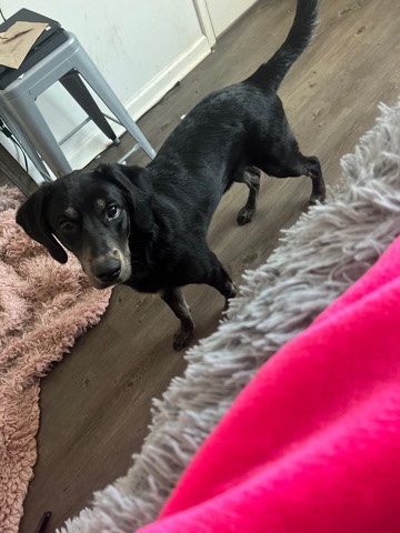 Labrador Retriever – Selling Labrador Mix