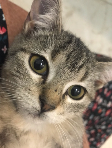 Russian White, Black and Tabby – Grey female kitten