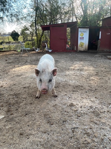 Any – pig
