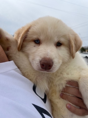 Siberian Husky – Puppy looking for new friendly home!