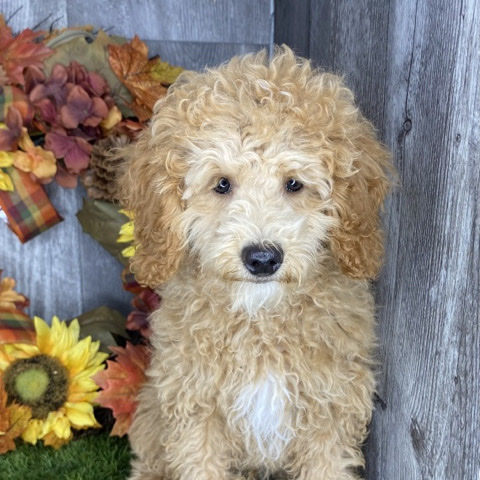 Poodle – Patricia