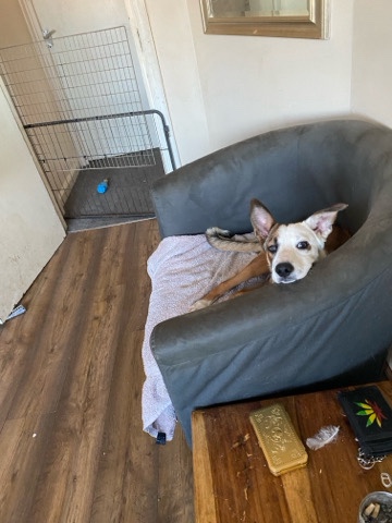 Border Collie – Ryver female 6months old