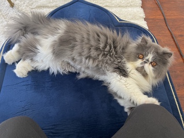 Persian (Modern) – female Persian kitten for adoption – Fremont