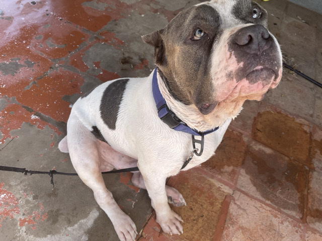 American Bulldog – Rehoming Beautiful American Bully XL – Phoenix