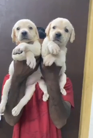 Labrador Retriever – Labrador