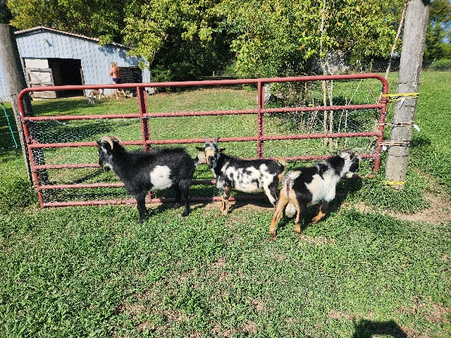 Goat – 3 Bucks for sale – Monroe