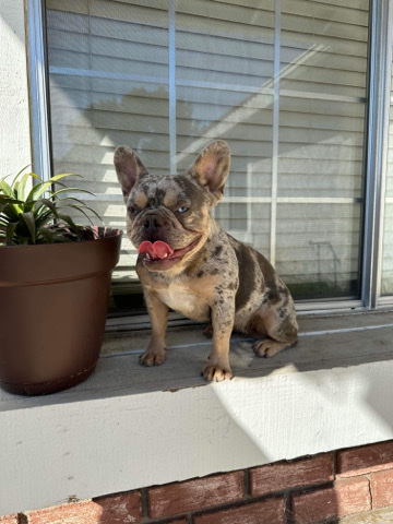 French Bulldog – French bulldog
