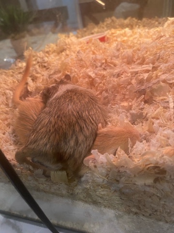 2male gerbils