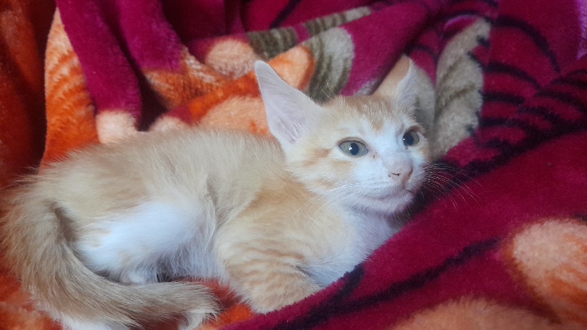 American Shorthair – Devon rex