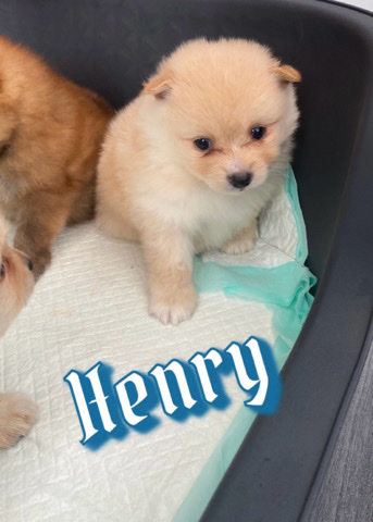 Pomeranian – Pomerian