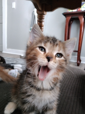 American Shorthair – Selling Kittens