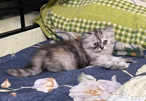Persian (Modern) – Persian kitten
