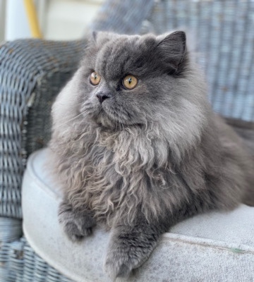 Persian (Modern) – Persian doll face Cat