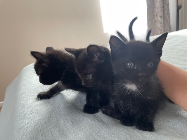 Russian Blue – Russian Blue Kittens