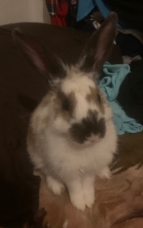 I’m selling a bunny or rabbit