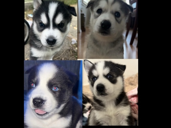 huskies for sell
