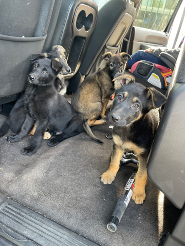 Belgian Shepherd Dog (Malinois) – puppies