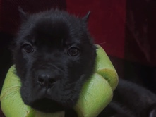 Cane Corso – Black male Corso puppy – Smithville