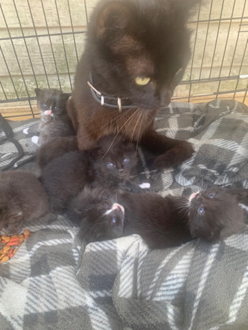 kitten coming soon