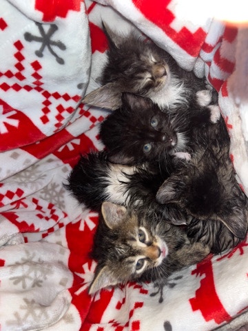 American Curl – kittens