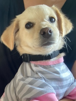 Tan pup