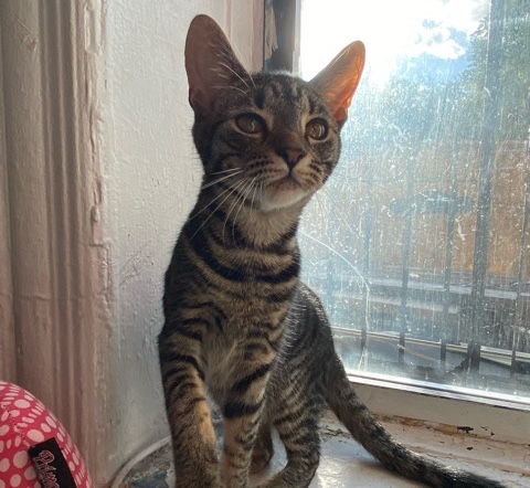 Egyptian Mau – female cat