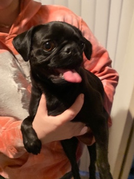 Pug – sisters :)
