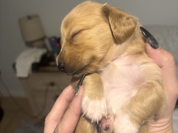Dachshund – miniature Dachshunds – North Port