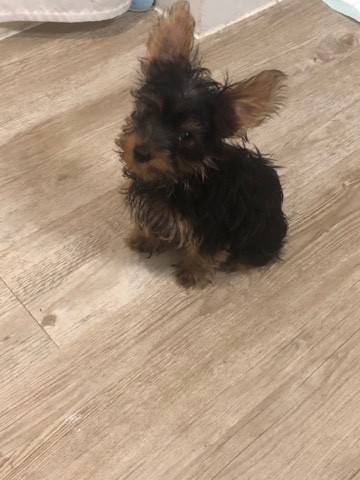 Yorkshire Terrier – Make Yorkie