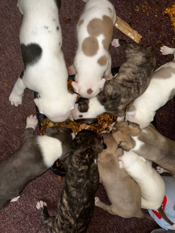 American Pit Bull Terrier – red nose mixed with brindle