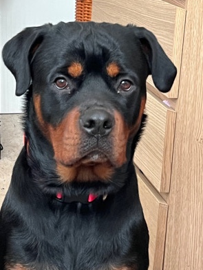 Rottweiler – Bella needs some training!