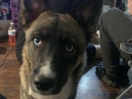 Siberian Husky – truffles
