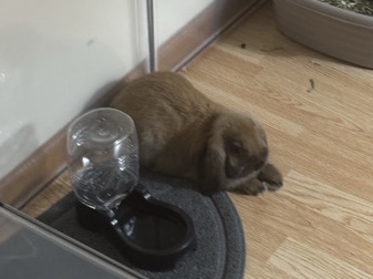Holland Lop – Brown Holland Lop Bunny – Manhattan