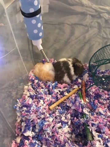 two hamsters