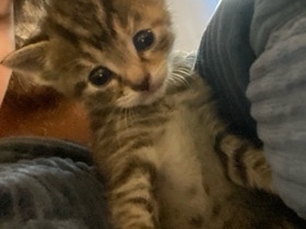 Russian White, Black and Tabby – Rambo needs a home. – Dry Ridge
