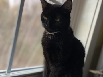 rehome
