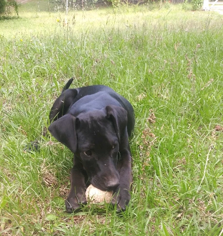 Doberman Pinscher – desperate doberman pitt