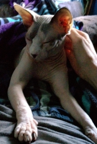 Sphynx – sphynx kitten