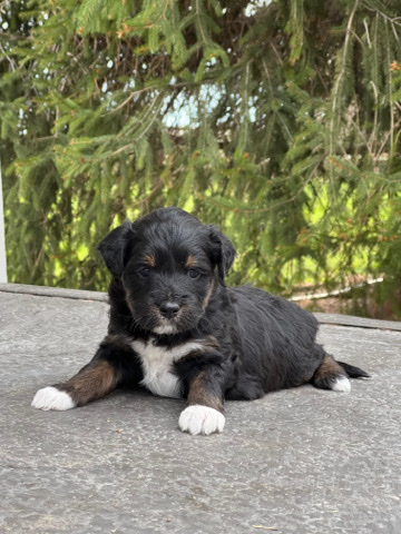 Poodle – Black Tri Female Aussiedoodle