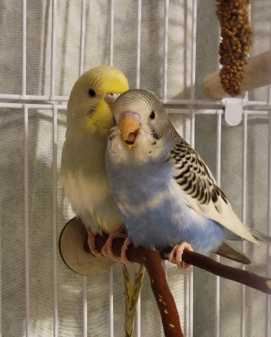 two sweet parakeets