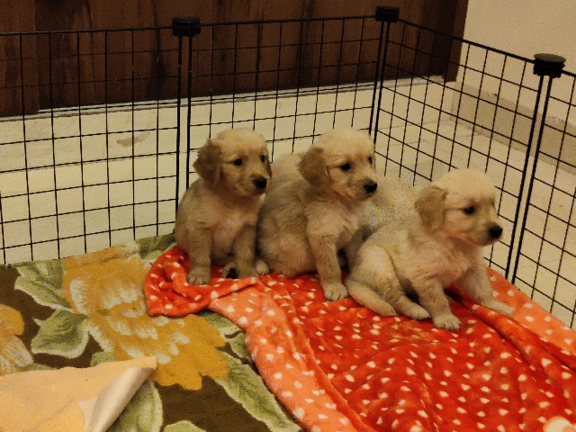 Golden Retriever – Golden Retriever Home Breed puppies for Sale