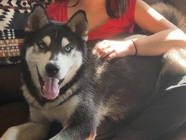 Siberian Husky – Duke – Ash Fork